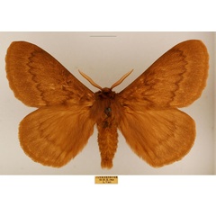 /filer/webapps/moths/media/images/V/valida_Phyllalia_AM_TMSA_02.jpg