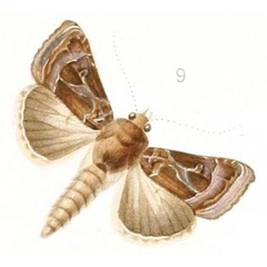 /filer/webapps/moths/media/images/R/roseum_Plusia_HT_Guenee_1865_22-9.jpg