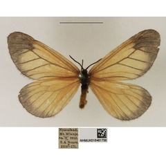 /filer/webapps/moths/media/images/E/euryperalis_Staphylinochrous_AF_NHMUK.jpg
