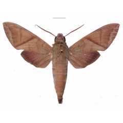 /filer/webapps/moths/media/images/A/aequivalens_Nephele_AM_EMEM.jpg