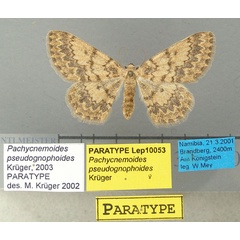 /filer/webapps/moths/media/images/P/pseudognophoides_Pachycnemoides_PT_TMSA.jpg