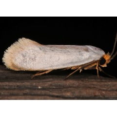 /filer/webapps/moths/media/images/L/leucastis_Edosa_A_Roland_01.jpg