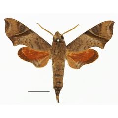 /filer/webapps/moths/media/images/N/nitida_Temnora_AM_Basquina.jpg