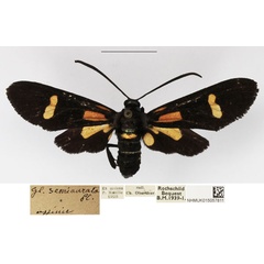 /filer/webapps/moths/media/images/S/semiaurata_Marmax_AF_NHMUK_03.jpg