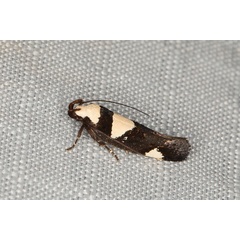 /filer/webapps/moths/media/images/A/antileuca_Thymosopha_A_Heyns_02.JPG