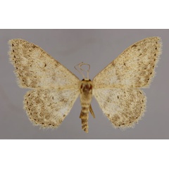 /filer/webapps/moths/media/images/R/risa_Scopula_A_ZSM_01.jpg