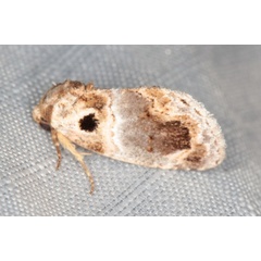 /filer/webapps/moths/media/images/M/melaphora_Protarache_A_Heyns_02.jpg