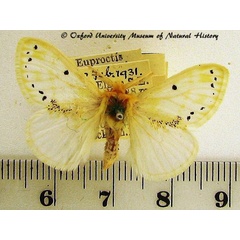 /filer/webapps/moths/media/images/H/hargreavesi_Euproctis_AM_OUMNH_02.jpg