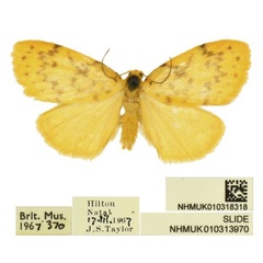 /filer/webapps/moths/media/images/L/larseni_Afrasura_PTM_BMNH.jpg