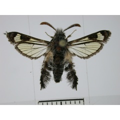 /filer/webapps/moths/media/images/V/victrix_Agriomelissa_A_SMNS.jpg