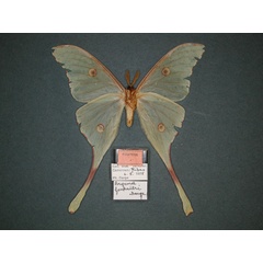 /filer/webapps/moths/media/images/F/fournieri_Argema_PT_RMCA_02.jpg