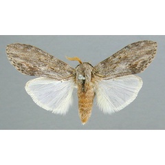 /filer/webapps/moths/media/images/A/atricollis_Bilulua_A_RMCA.jpg