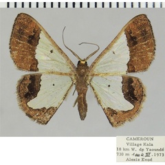 /filer/webapps/moths/media/images/M/miranda_Zamarada_AM_ZSM.jpg