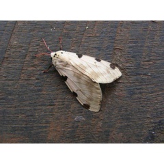 /filer/webapps/moths/media/images/V/vittata_Disparctia_A_Waring.jpg