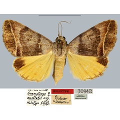 /filer/webapps/moths/media/images/A/australis_Gnamptonyx_HT_MNHN.jpg