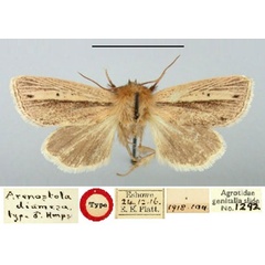 /filer/webapps/moths/media/images/D/diamesa_Arenostola_HT_BMNH.jpg