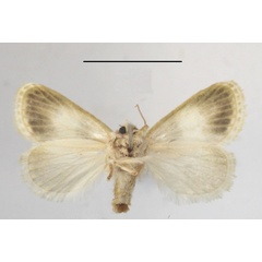 /filer/webapps/moths/media/images/S/soluta_Niphadolepis_A_MGCLb_01.JPG