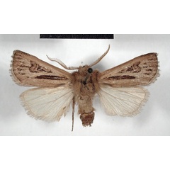 /filer/webapps/moths/media/images/L/longiclava_Agrotis_AM_MSNM.jpg