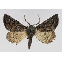 /filer/webapps/moths/media/images/N/noctuodes_Aethiopodes_AM_TMSA_02.jpg