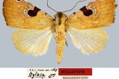 Oglasa chavanei