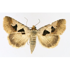 /filer/webapps/moths/media/images/A/atripuncta_Anoba_AF_TMSA_03.jpg