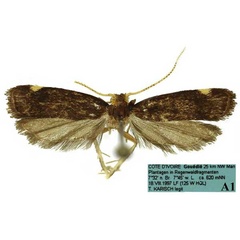 /filer/webapps/moths/media/images/B/barbata_Thubdora_AM_SDEI.jpg