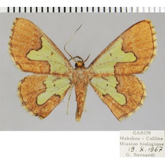 /filer/webapps/moths/media/images/A/aclys_Zamarada_AF_ZSM.jpg