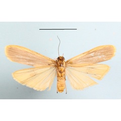 /filer/webapps/moths/media/images/V/vicaria_Brunia_A_MGCLb_01.JPG