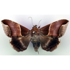 /filer/webapps/moths/media/images/R/retrorsa_Achaea_AF_RMCA.jpg