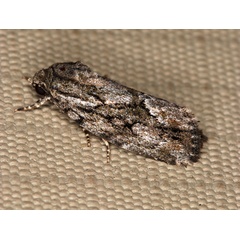 /filer/webapps/moths/media/images/C/connectens_Catamecia_A_Roland_01.jpg