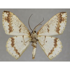 /filer/webapps/moths/media/images/B/biafaria_Luxiaria_AM_ZSMb.jpg