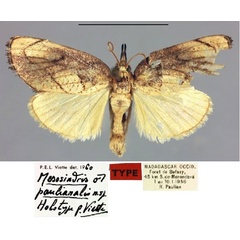 /filer/webapps/moths/media/images/P/paulianalis_Mesosindris_HT_MNHN.jpg
