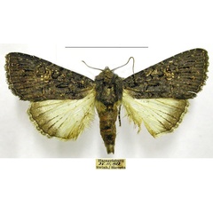 /filer/webapps/moths/media/images/M/melanica_Condica_AM_TMSA.jpg