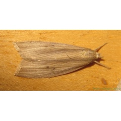 /filer/webapps/moths/media/images/S/sacchariphagus_Chilo_A_Bippus.jpg