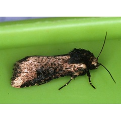 /filer/webapps/moths/media/images/P/puncticostata_Micragrotis_A_Roland_01_pZ0E35O.jpg