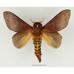 /filer/webapps/moths/media/images/S/semifasciata_Pachymeta_AM_Basquin_01.jpg