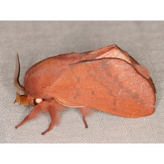 /filer/webapps/moths/media/images/C/clarki_Henometa_A_Heyns_01.jpg