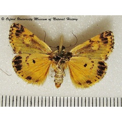 /filer/webapps/moths/media/images/D/dispar_Acontia_A_OUMNHb_01.jpg