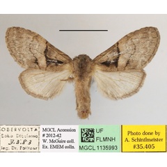 /filer/webapps/moths/media/images/M/mediata_Rhenea_AF_MGCLa_02.jpg