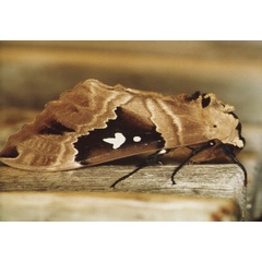 /filer/webapps/moths/media/images/D/dumolinii_Lophostethus_A_Roland_01.jpg