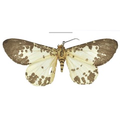 /filer/webapps/moths/media/images/P/pseudabraxas_Rhodophthitus_HT_NHMUK.jpg