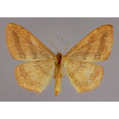 /filer/webapps/moths/media/images/B/bistrigata_Scopula_A_ZSM_02.jpg