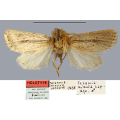 /filer/webapps/moths/media/images/M/minuta_Sesamia_HT_MNHN.jpg