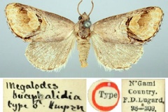 Cyclopera bucephalidia