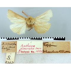 /filer/webapps/moths/media/images/D/dimorpha_Antheua_PT_TMSA.jpg