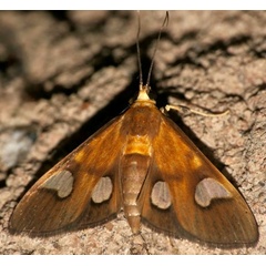 /filer/webapps/moths/media/images/F/flavicepsalis_Ulopeza_A_DUPONT_01.JPG