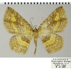 /filer/webapps/moths/media/images/A/ansorgei_Asthenotricha_AF_ZSMa.jpg