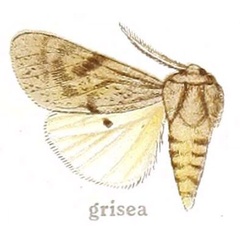 /filer/webapps/moths/media/images/G/grisea_Dasyarctia_AM_Gaede_28g.jpg