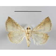 /filer/webapps/moths/media/images/B/baccatrix_Eublemma_A_MGCLb_01.JPG