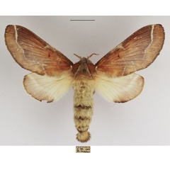 /filer/webapps/moths/media/images/C/carinata_Streblote_AF_TMSA_01.jpg